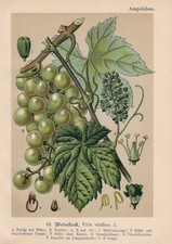 Wein Weinrebe (Vitis vinifera)