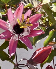 Passionsblume Victoria