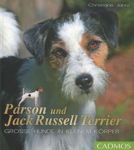 Parson und jack - jack, russel
