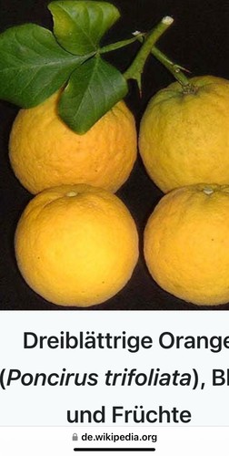 Dreiblättrige orange - dreiblättrige,