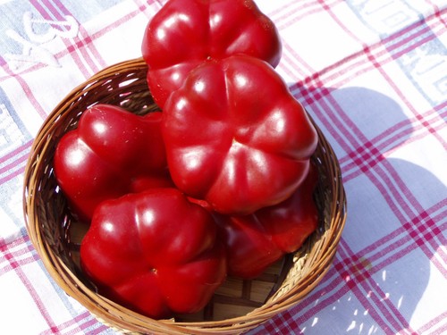 Tomatenpaprika - ,