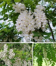 Jetzt pflanzen ! Robinie blühende winterharte Bäume für draußen Heckenpflanzen