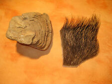 Wildschwein Fellstück