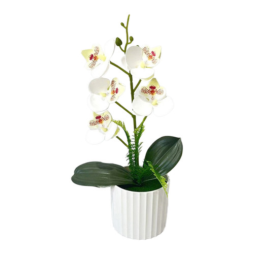 Weiße und lila - , phalaenopsis