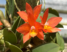 Cattleya cernua