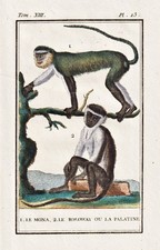 Mona monkey meerkatze roloway - mona,