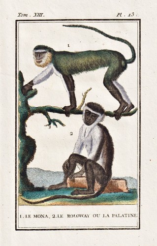 Mona monkey meerkatze roloway - mona,