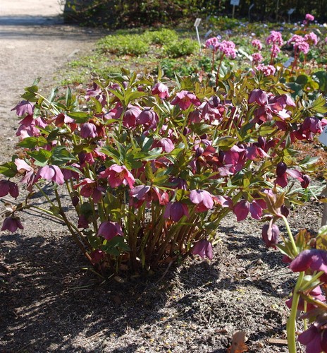 Christrose lenzrose - lenzrose,