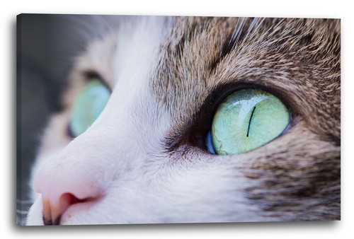 Wandbild katze nahaufnahme - wandbild,