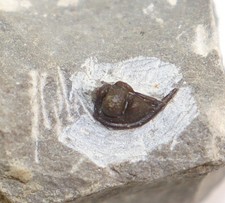 Trilobit, Cyphaspis hoepfneri