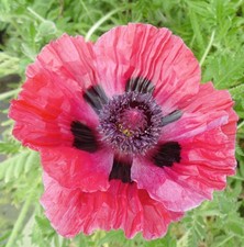 Türkischer Mohn Central Park