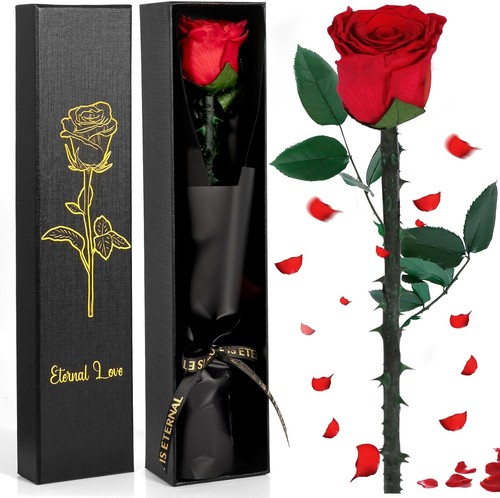 Infinity rose rot mit - mit, stiel