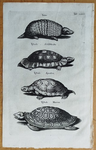 Schildkröte - (t80), #