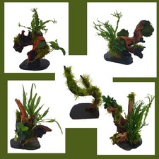 Aquariumwurzel Bäumchen 15-20