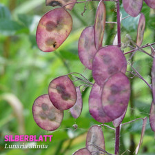 Silberblatt 500 Samen -