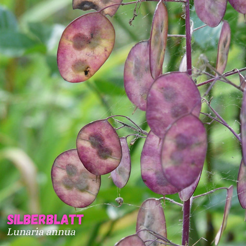 Silberblatt 500 samen - silberblatt,