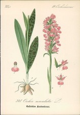 Chromolithographie : Geflecktes Knabenkraut. Orchis maculata L. Orchidaceae. Syn
