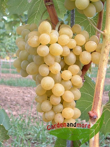 Goldgelbe wein traube suzi - wein,