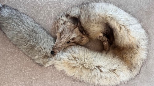 Fuchs fellkragen polarfuchs - fuchs,