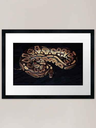 Python regius gerahmter - regius,