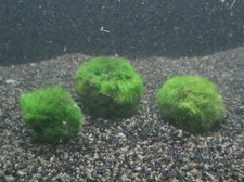 5x Mooskugel 2-3cm -Aegagropila Moosball Teich Garnelen Cladophora Aquarium Moss