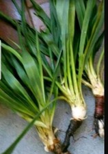  Palmlilie Yucca 6 STK