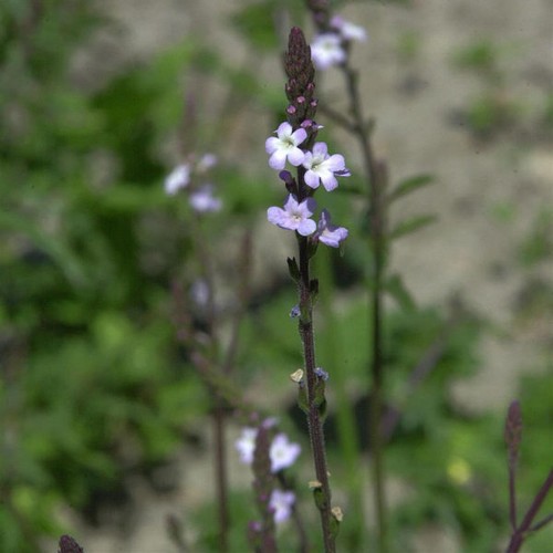 Echtes eisenkraut verbena - -,