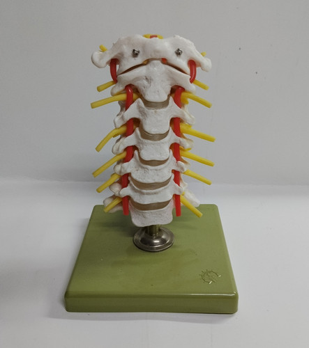 Somso modell halswirbelsäule - somso,