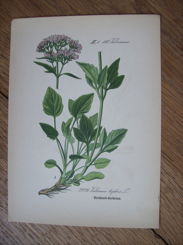 Antike chromo lithographie - antike, chromo-lithographie