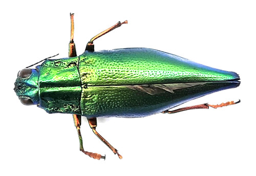Buprestidae cyphogastra - buprestidae,,