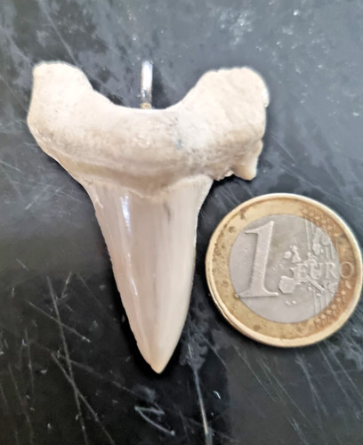 Fossil hai zahn - hai, anhänger