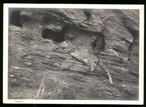 Fotografie