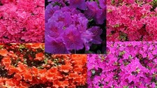 5 Azalea für 24,90€ Mix Azaleen Rhododendron Alpenrose rot blau rosa lila orange