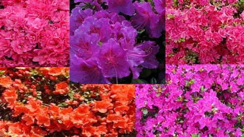 Azalea für mix - 5,