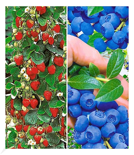Beeren kollektion pflanzen - beeren-kollektion,4,