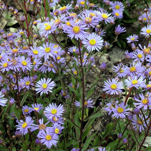 Berg aster samen - 20+,