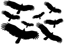 Vögel aufkleber vogelschutz - vögel,