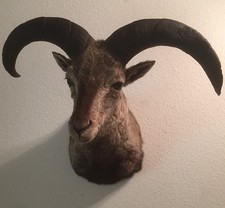 Blauschaf Präparat aus China - Trophäe - Taxidermy - Jagd
