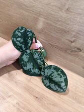 Scindapsus Pictus Exotica