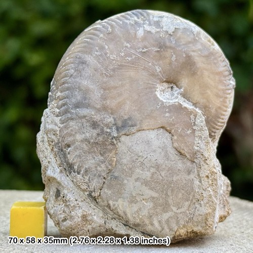 Oppelia subradiata fossil - oppelia,