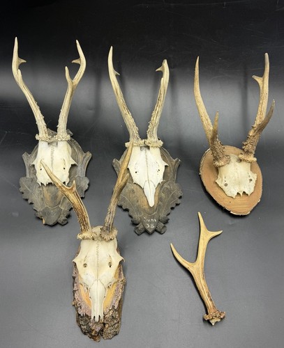 Jagdtrophäen geweihe - ,,