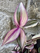 Tradescantia zebrina