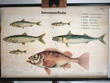 Vintage schulwandkarte - vintage, ⭐️