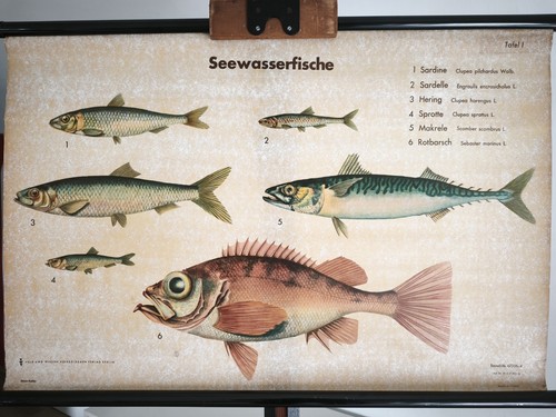 Vintage schulwandkarte - schulwandkarte, ⭐️