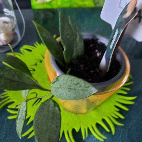 Hoya krohniana eskimo leicht - krohniana,