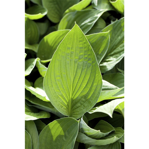 Hosta plantaginea - hosta,