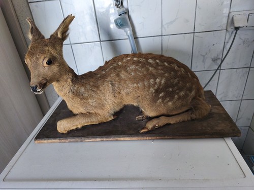 Rehkitz tierpräparat liegend - tierpräparat,