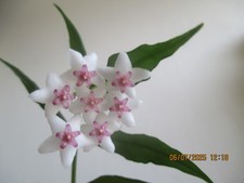 Hoya lanceolata ssp. bella var. paxtonii