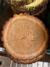 Holzscheiben baumscheiben - xl,