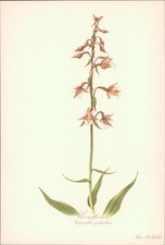 Sumpfwurz - Epipactis